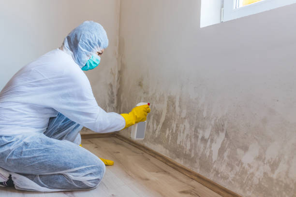 Licensed Mold Remediation service in McDonough, GA - 24 Hour Mold Removal
