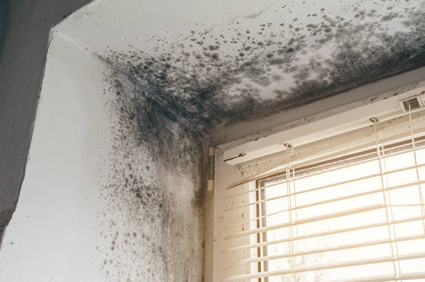 Affordable Mold Remediation solutions in McDonough, GA