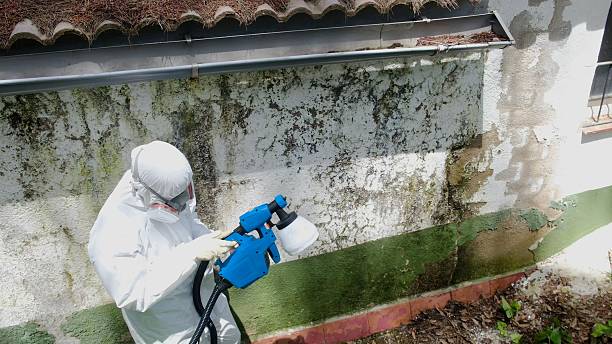 Top rated local Mold Remediation specialists in McDonough, GA